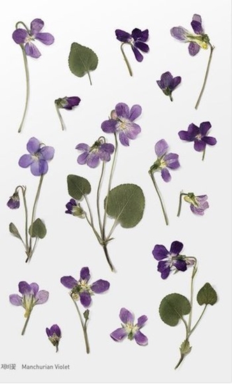 Picture of Appree Naklejki ozdobne kwiaty Fioek