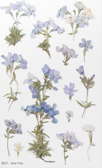 Picture of Appree Naklejki ozdobne kwiaty Floks