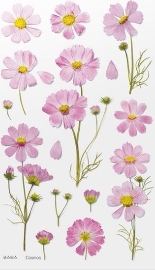 Picture of Appree Naklejki ozdobne kwiaty Kosmos Aster