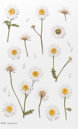 Attēls no Appree Naklejki ozdobne kwiaty Margaretki