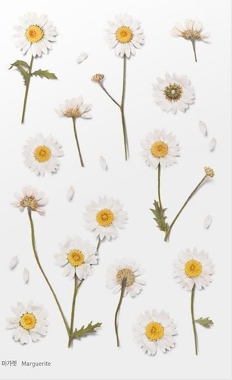 Picture of Appree Naklejki ozdobne kwiaty Margaretki