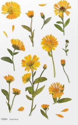 Attēls no Appree Naklejki ozdobne kwiaty Nagietek