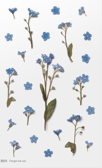 Изображение Appree Naklejki ozdobne kwiaty Niezapominajki