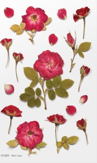 Picture of Appree Naklejki ozdobne kwiaty Róe