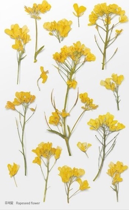 Attēls no Appree Naklejki ozdobne kwiaty Rzepak