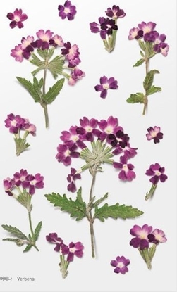 Attēls no Appree Naklejki ozdobne kwiaty Werbena