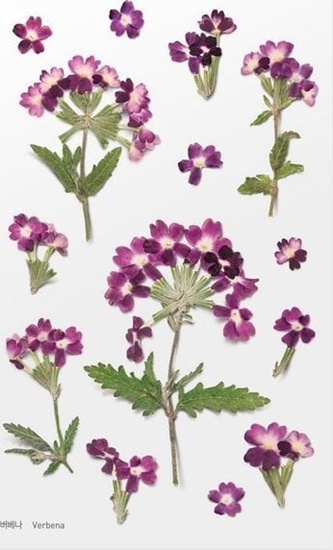 Picture of Appree Naklejki ozdobne kwiaty Werbena