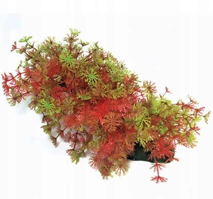 Attēls no Aqua Natura,  rolina, do dekoracji akwarium, zielono-czerwona, plastikowa, 23 cm , bardzo gsta w drobne licie