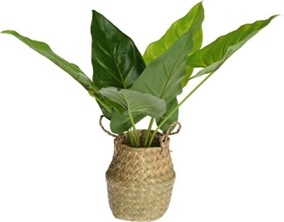 Picture of Art-Pol Rolina sztuczna w jutowym koszu wzór 1