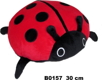 Picture of Biedronka 30cm