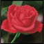 Изображение DIAMOND DOTZ Haft diamentowy Diamond Dotz Czerwona róa 33x33cm DDK5038