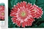Attēls no DIAMOND DOTZ Haft diamentowy Diamond Dotz Diamentowa mozaika Gerbera róowa 58x48cm DQ10001