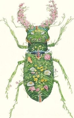 Picture of DM Collection Karnet A110 B6 + koperta Chrzszcz