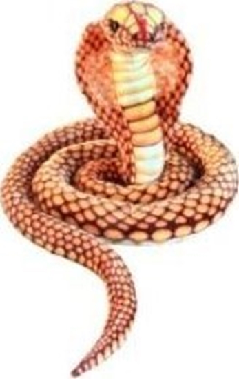 Picture of Dubi Kobra zota 280cm