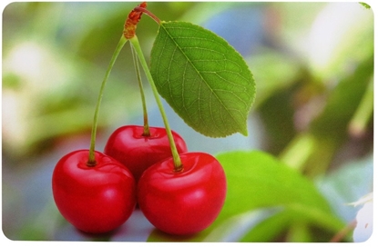 Attēls no Galda paliktnis 43 5x28cm kirsi 8032636660312