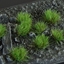 Изображение Gamers Grass Gamers Grass: Grass tufts - 6 mm - Strong Green (Wild)