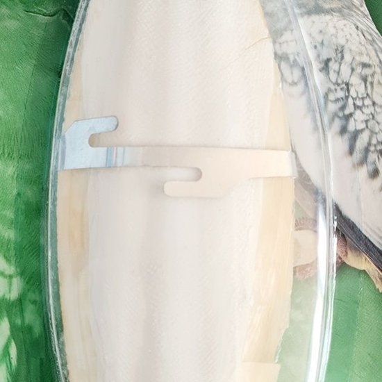 Picture of Hagen HAG.SEPIA DUZA D/PTAKOW 82176 - 56463