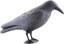 Attēls no Ikonka Odstraszacz ptaków - kruk