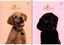 Picture of Interdruk Zeszyt A5/32K kratka UV Puppy Sign (10szt)