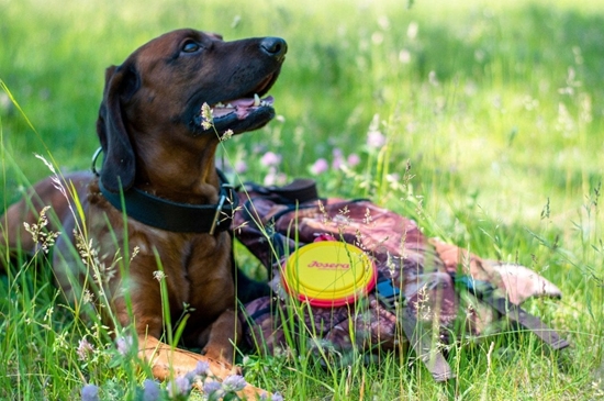 Изображение Josera Miska podróna