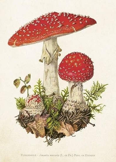 Изображение Karnet ST463 B6 + koperta Muchomor