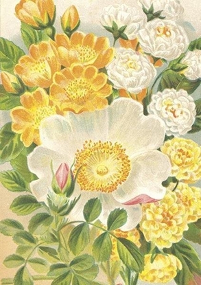 Изображение Karnet ST473 B6 + koperta óte róe