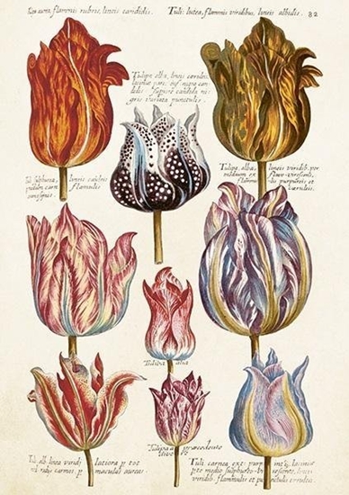 Изображение Karnet ST476 B6 + koperta Tulipany