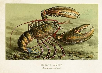 Изображение Karnet ST477 B6 + koperta Homar zwyczajny