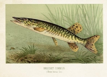 Изображение Karnet ST478 B6 + koperta Szczupak