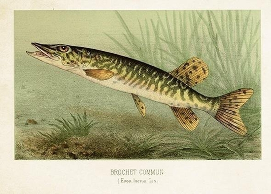 Изображение Karnet ST478 B6 + koperta Szczupak