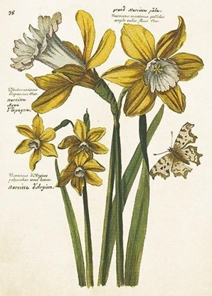 Изображение Karnet ST484 B6+ koperta onkile narcyzy Wielkanoc