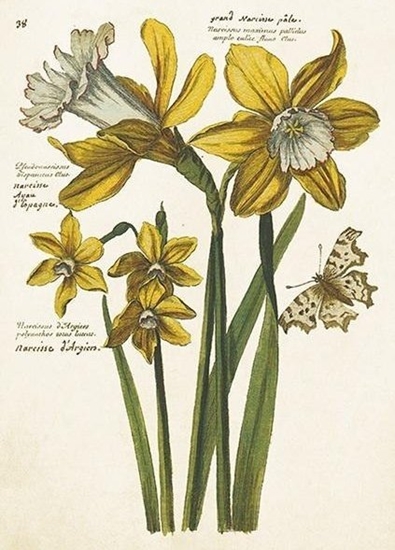 Изображение Karnet ST484 B6+ koperta onkile narcyzy Wielkanoc