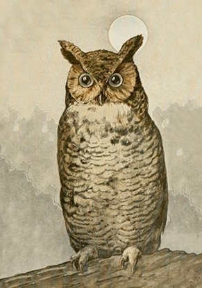 Изображение Karnet ST488 B6 + koperta Sowa