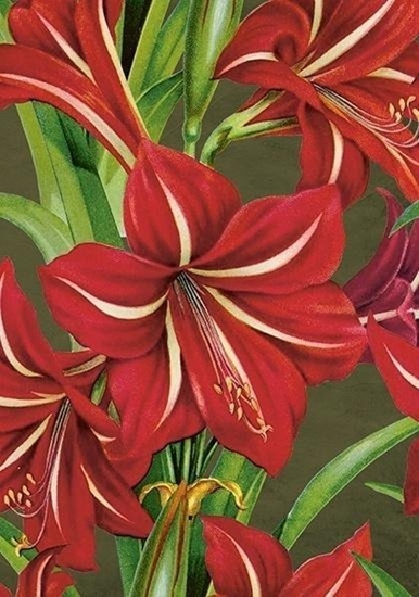 Изображение Karnet ST490 B6 + koperta Gwiazda Betlejemska