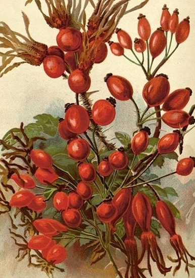 Изображение Karnet ST494 B6 + koperta Owoce dzikiej róy