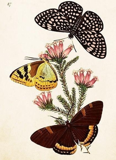 Изображение Karnet ST495 B6 + koperta Motyle