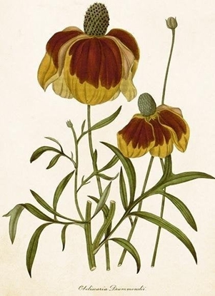 Изображение Karnet ST500 B6 + koperta Rudbekia