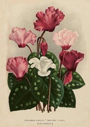 Изображение Karnet ST501 B6 + koperta Cyklameny