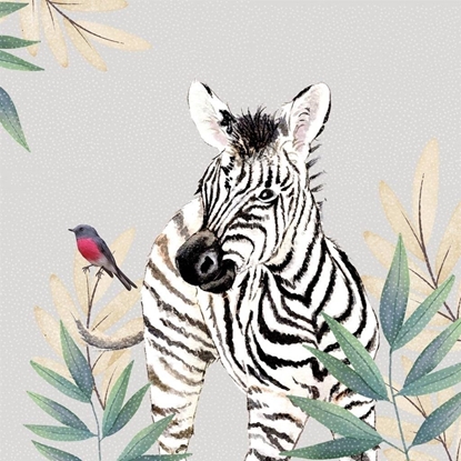 Picture of Karnet Swarovski kwadrat CL4711 Zebra