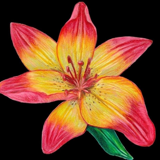 Picture of Karnet z kopert SB12 Lilia