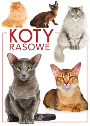 Изображение Koty rasowe