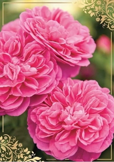 Picture of KUKARTKA Karnet B6 PP-2146 Kwiaty (bez tekstu)