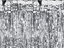 Picture of PartyPal Kurtyna party srebrny 100x200cm