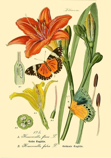 Picture of Madame Treacle Karnet B6 brokat z kopert Natura 3