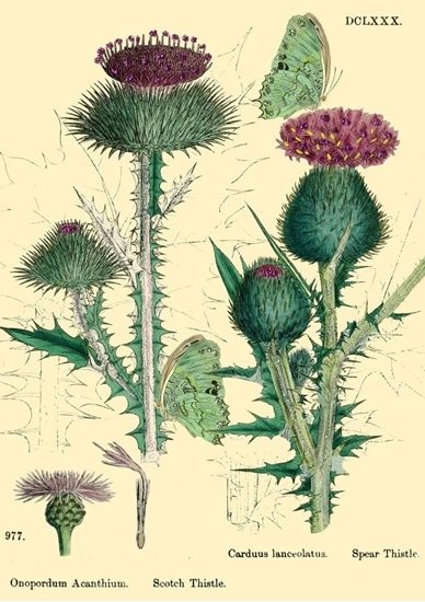 Picture of Madame Treacle Karnet B6 brokat z kopert Natura 6