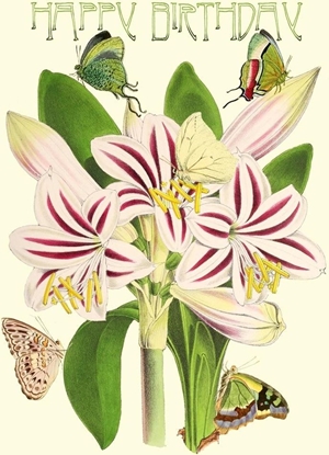 Picture of Madame Treacle Karnet B6 brokat z kopert Urodziny Amarylis