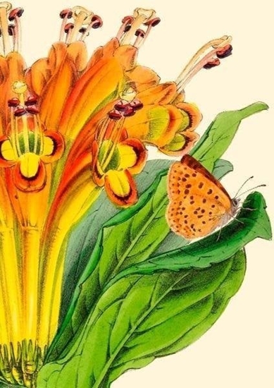 Picture of Madame Treacle Karnet B6 z kopert Alstromeria