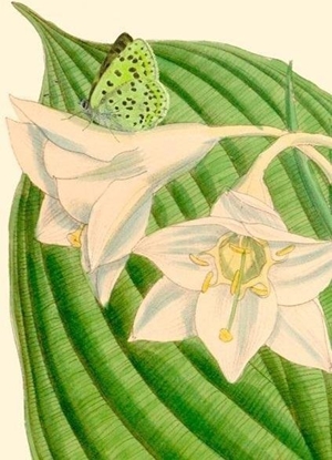 Picture of Madame Treacle Karnet B6 z kopert Eucharis sanderi