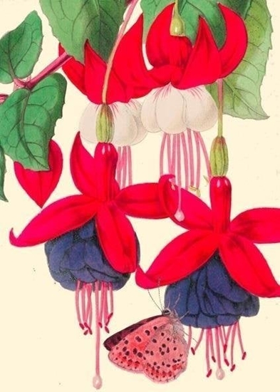 Picture of Madame Treacle Karnet B6 z kopert Fuksja