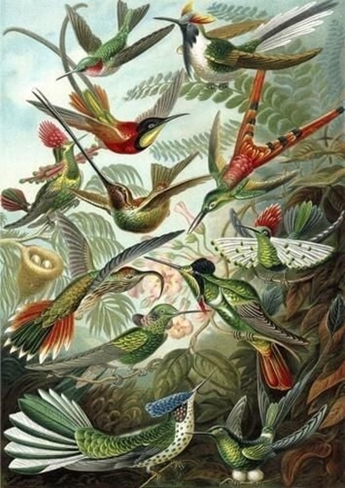 Picture of Madame Treacle Karnet B6 z kopert Kolibry